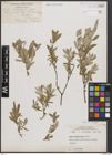 Foto von Salix brachycarpa Nutt.